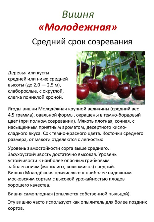 Вишня сорта любская: описание и характеристика, достоинства и недостатки, особенности посадки и ухода с фото и отзывами