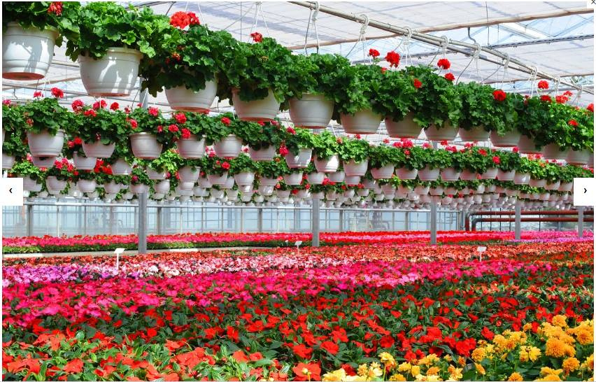 Разведение цветов на продажу: 3 технологических этапа выращивания роз - бизнес-журнал b-mag