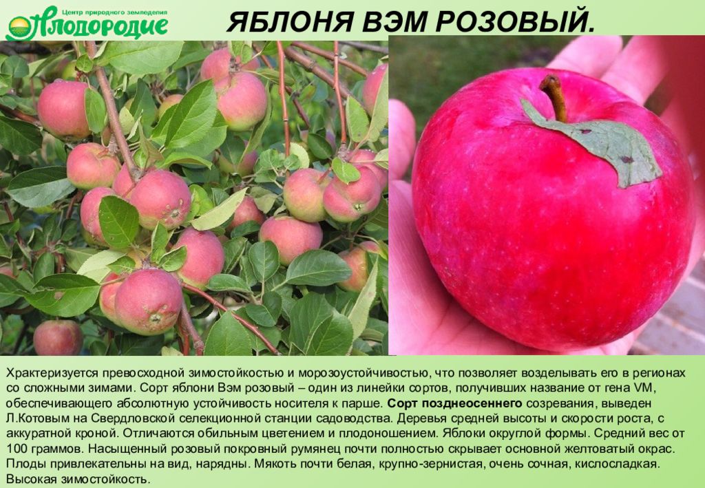 Лучшие сорта яблок - фото, названия и описания (каталог)