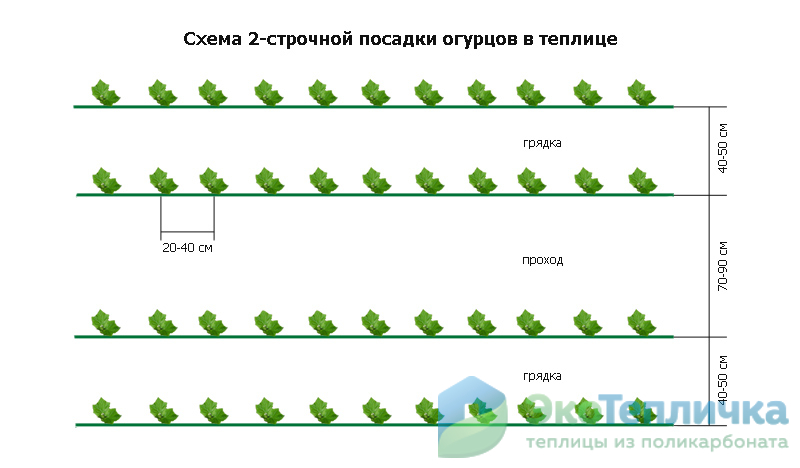 Как сажать огурцы в теплице правильно: на каком расстоянии, схемы с видео