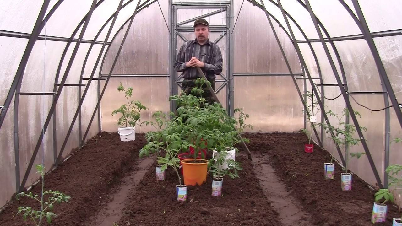 Выращиваем в теплице круглый год зелень, овощи, клубнику и цветы