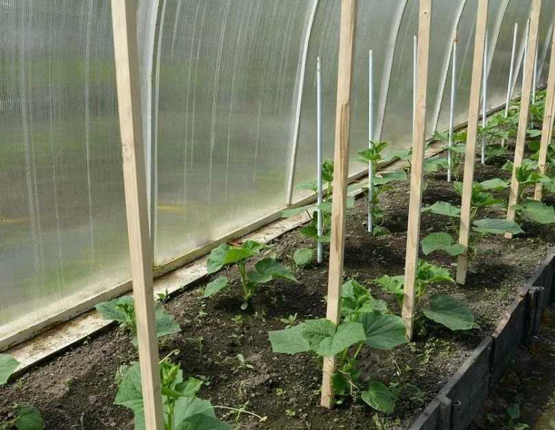 Как вырастить рассаду томатов в парнике