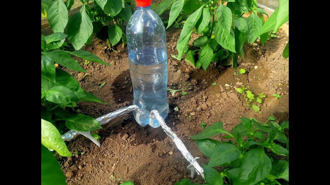 Капельный полив из пластиковых бутылок для огурцов своими руками с фото