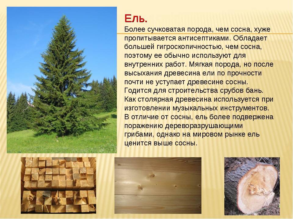 Основные лесные породы. Породы древесины. Описание древесины ели. Порода древесины сосна. Хвойная древесина.