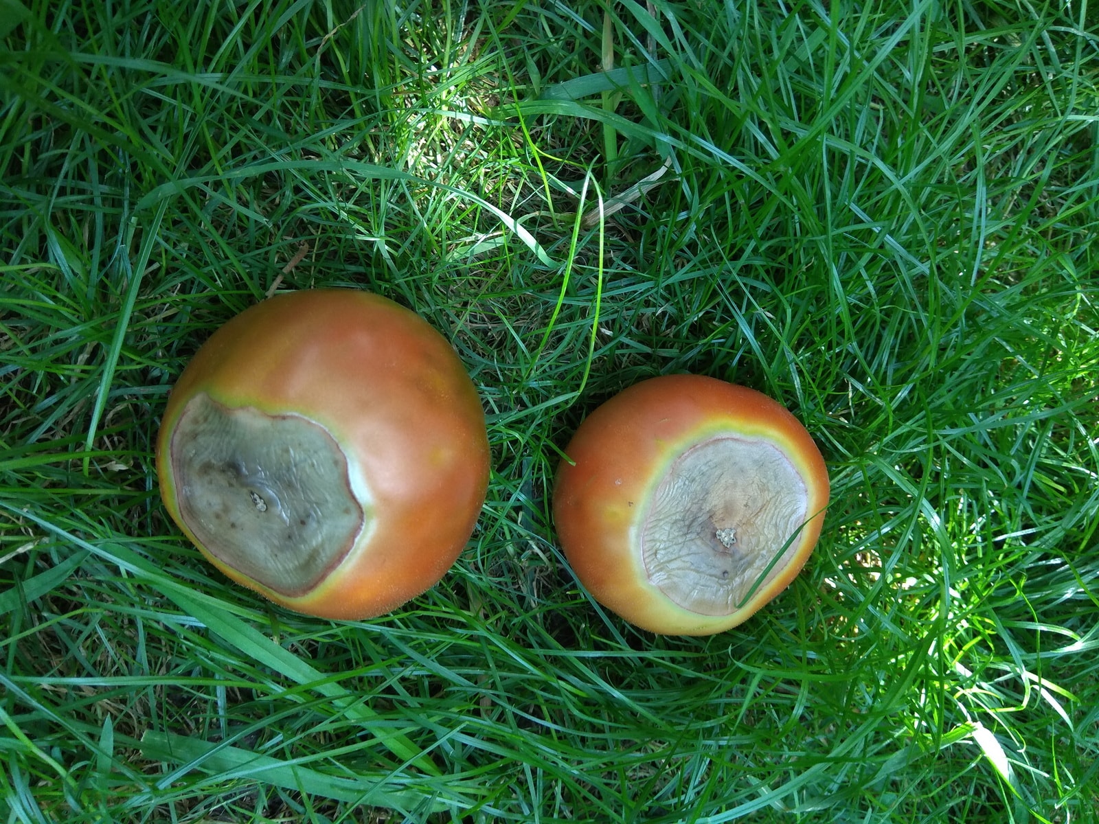 Вершинная гниль томатов в теплице: причины и как бороться с заболеванием