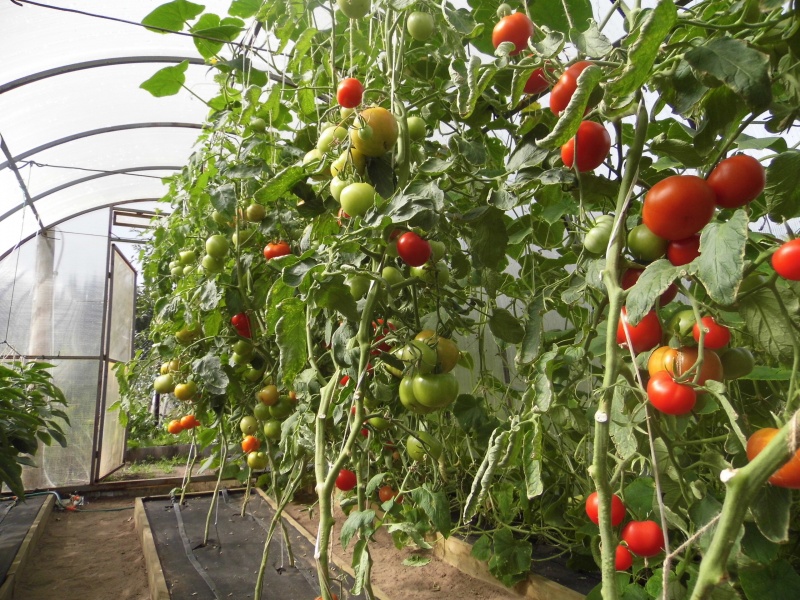 Что такое детерминантные и индетерминантные сорта томатов, отличия