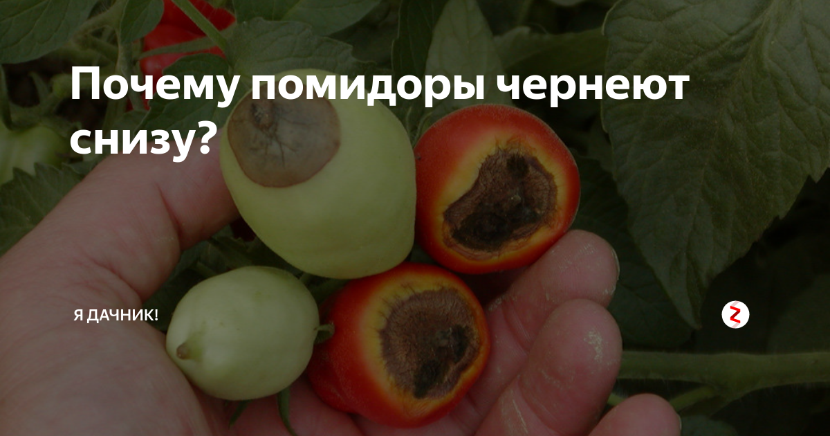 У томатов снизу чернеют плоды. Томаты темнеют снизу. Помидоры чернеют снизу что. Почему чернеют помидоры. Помидоры снизу