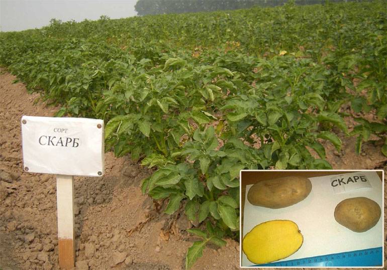 Размер и разрез картофеля скарб — плюсы и минусы сорта, выращивание