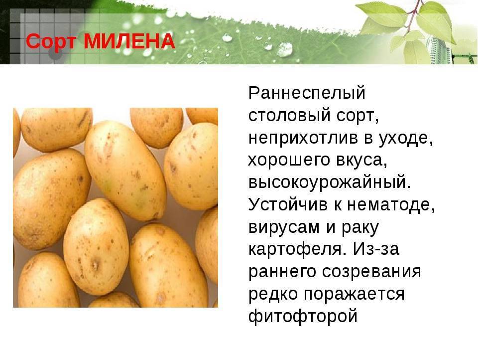 Картофель санте: описание сорта, фото