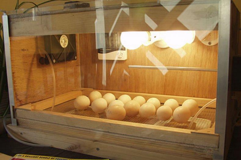 Как сделать инкубатор своими руками в домашних условиях
