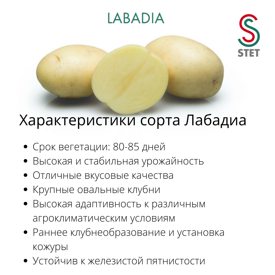 Скарб картофель – описание и характеристики + видео