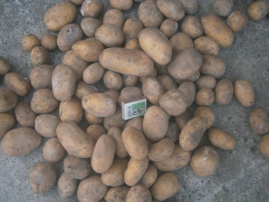 Характеристика картофеля скарб