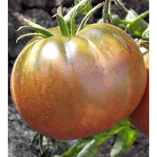 Подборка лучших сортов томатов для северо-западного региона