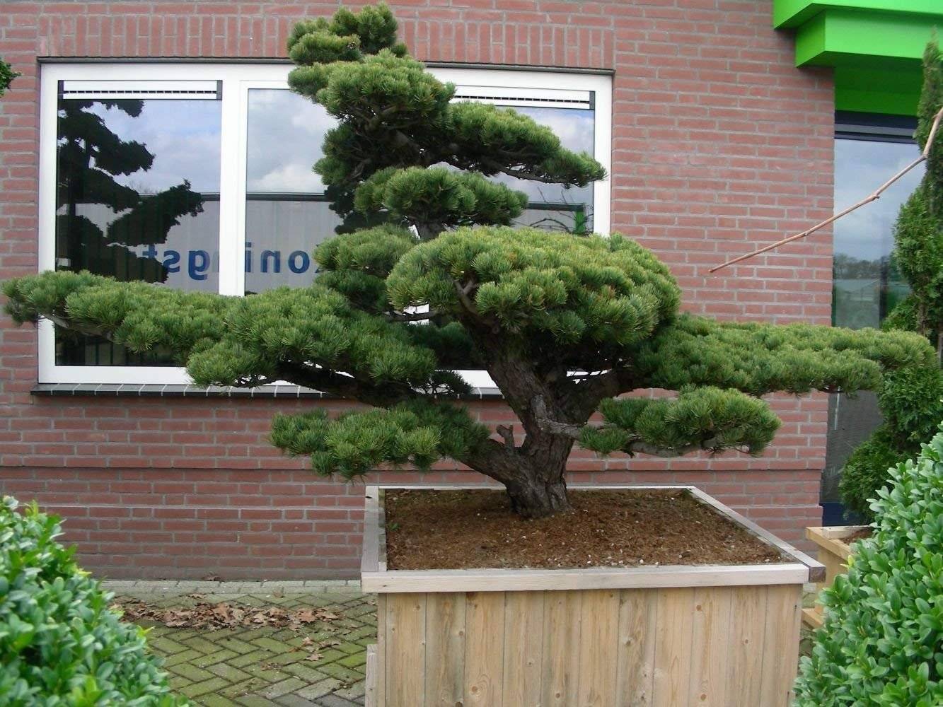 Способы выращивания бонсай. как вырастить дерево бонсай. фото — ботаничка
