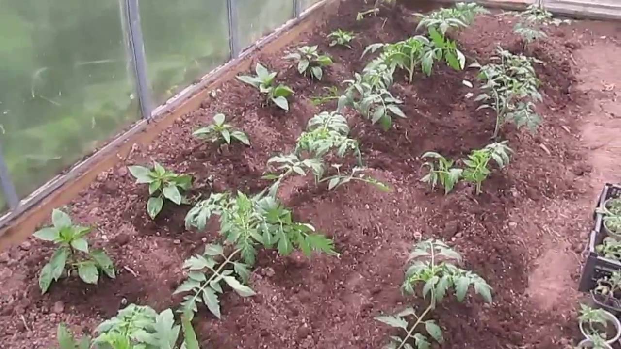 Правильный уход за томатами в теплице - фермеры россии