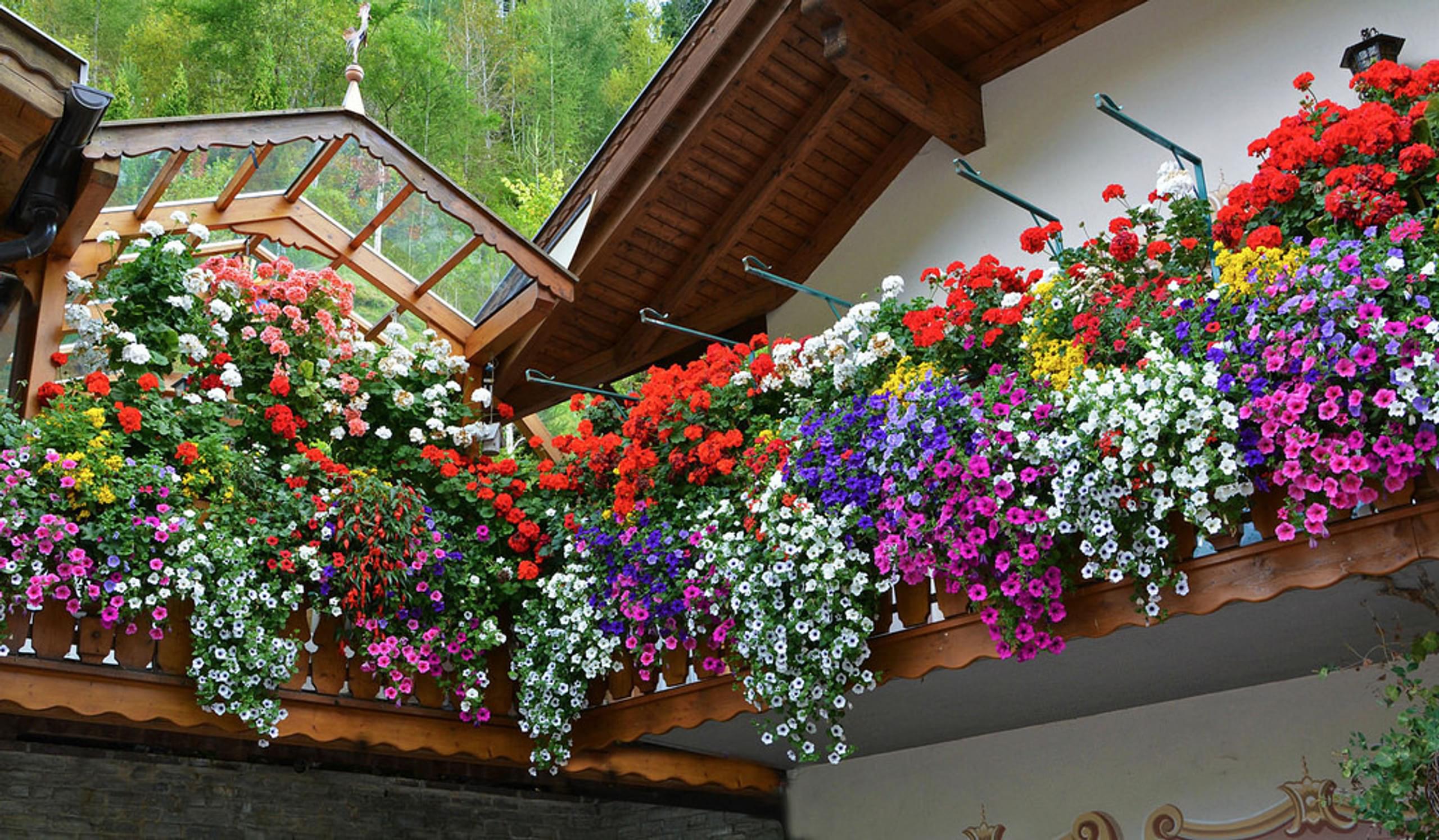 Цветы для балкона фото с названиями