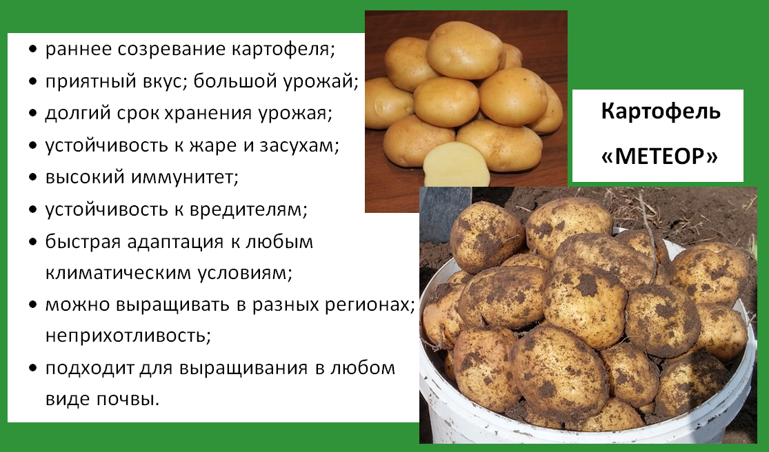 Картофель скарб: характеристики сорта, урожайность, отзывы