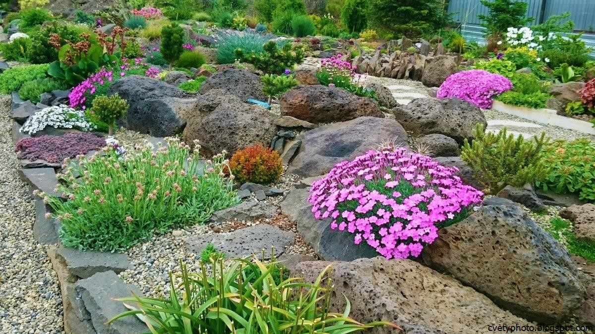 Растения для альпийской горки: названия многолетних цветов, цветущих все лето, устройство камней - 39 фото