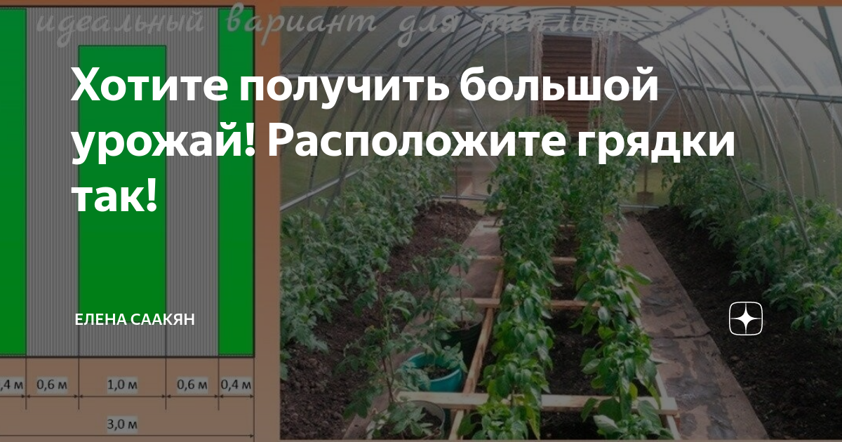 Как использовать теплицу на даче максимально эффективно? какие культуры можно сажать вместе? зонирование. — ботаничка