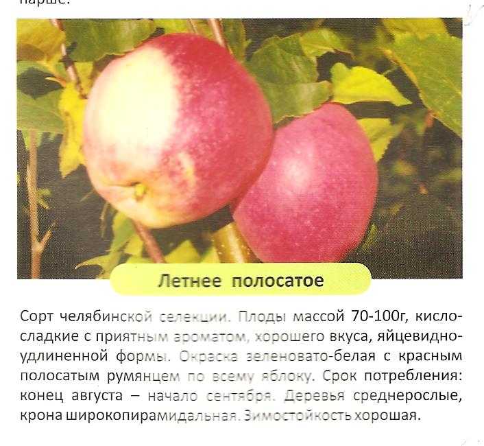 Изучаем ранние сорта яблонь