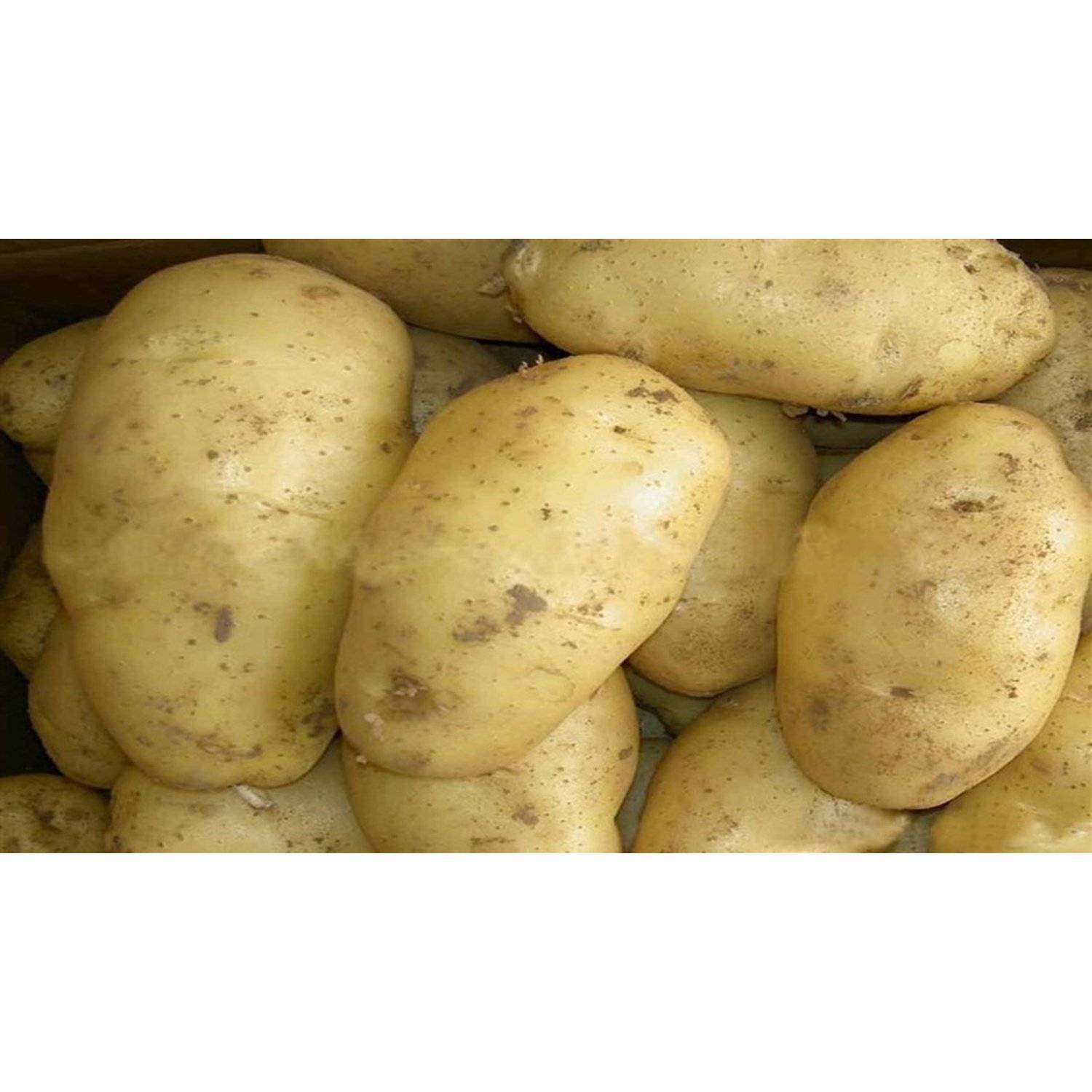 Санте картофель – описание сорта + видео