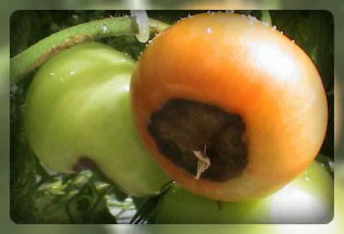 Вершинная гниль томата: как победить – агрономы советуют | ягодный сад, или прикладное садоводство в советах, вопросах и ответах
