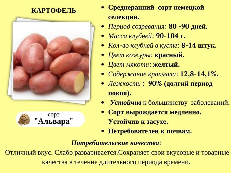 Картофель скарб: описание сорта, отзывы, характеристика