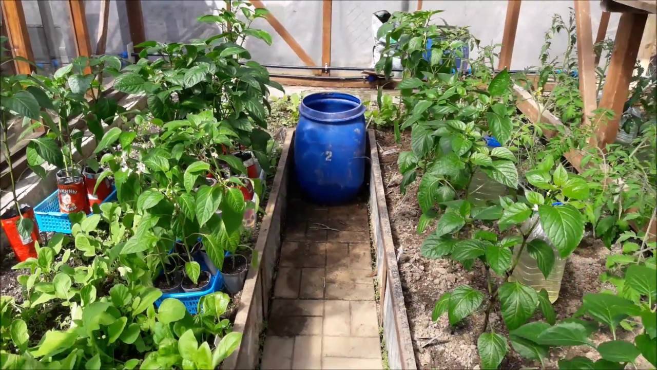 Смешанные посадки: что посадить на одной грядке с томатами в теплице
