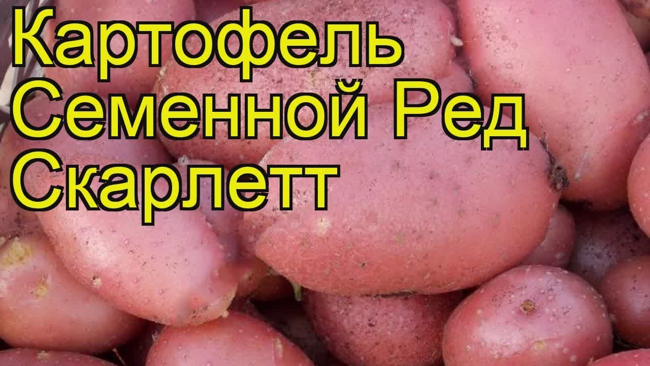 Картофель ред скарлет: описание сорта, выращивание, плюсы, минусы и отзывы огородников