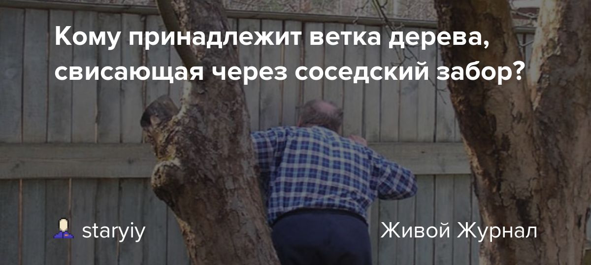 Спил и кронирование деревьев на участке. что можно спилить, а что нельзя?