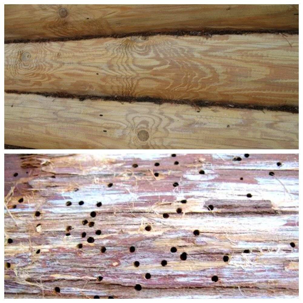 Как избавиться от муравьев в деревянной бане