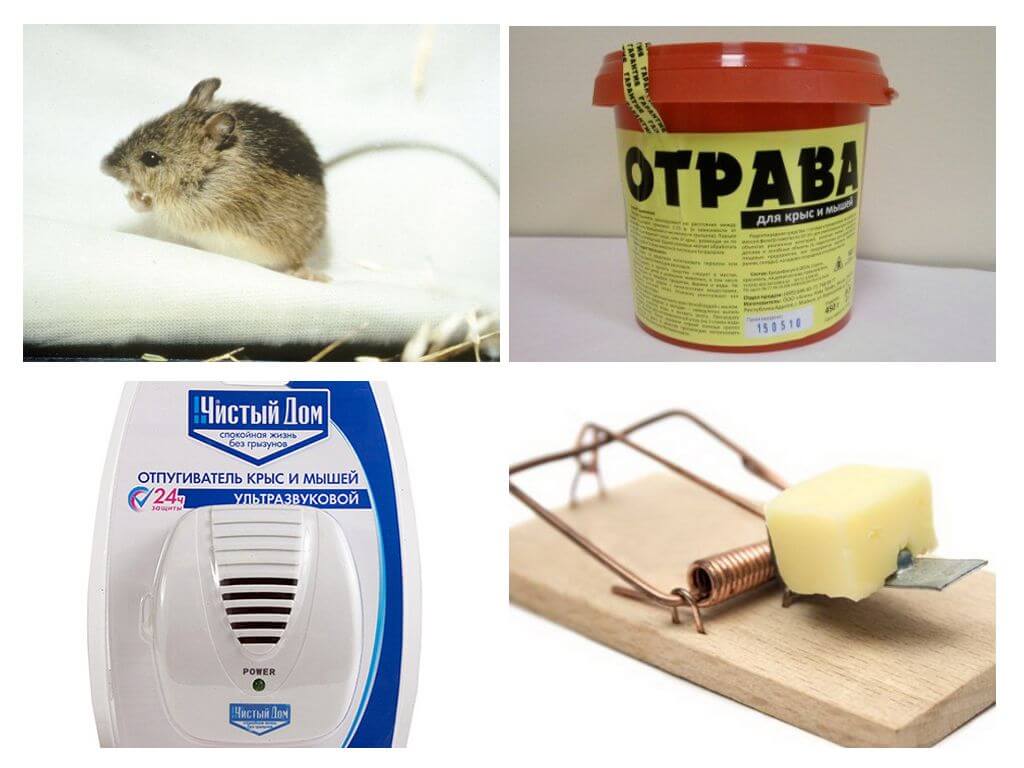 Как избавиться от мышей в доме: самые эффективные способы