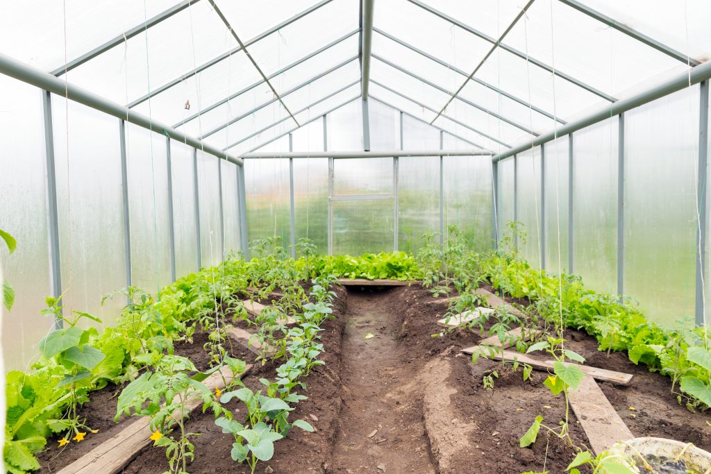 Выращивание ранней зелени и овощей в теплице - дачные советы