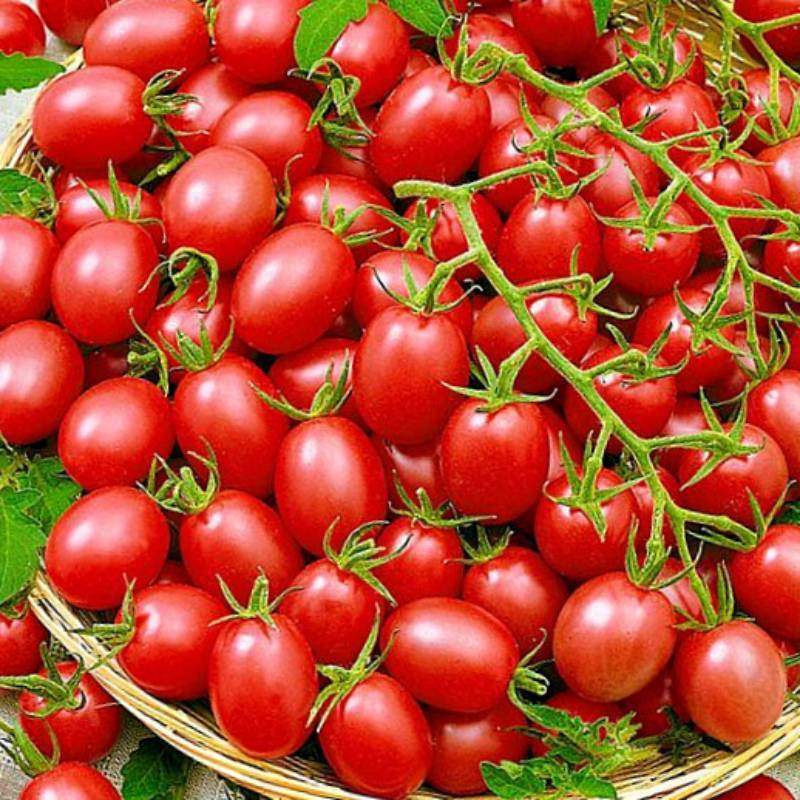Обзор лучших сортов томатов черри