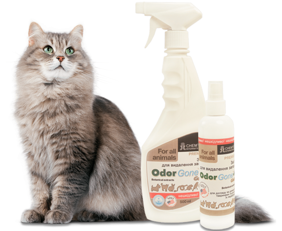 Проделки любимого котика: как избавиться от резкого запаха кошачьей мочи