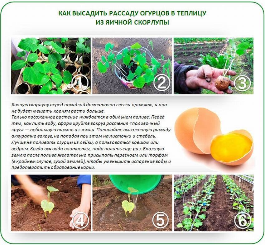Выращивание огурцов: полная инструкция