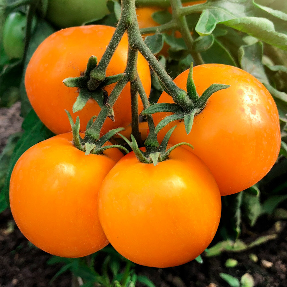 Лучшие сорта крупных помидор для теплиц: 4 вида