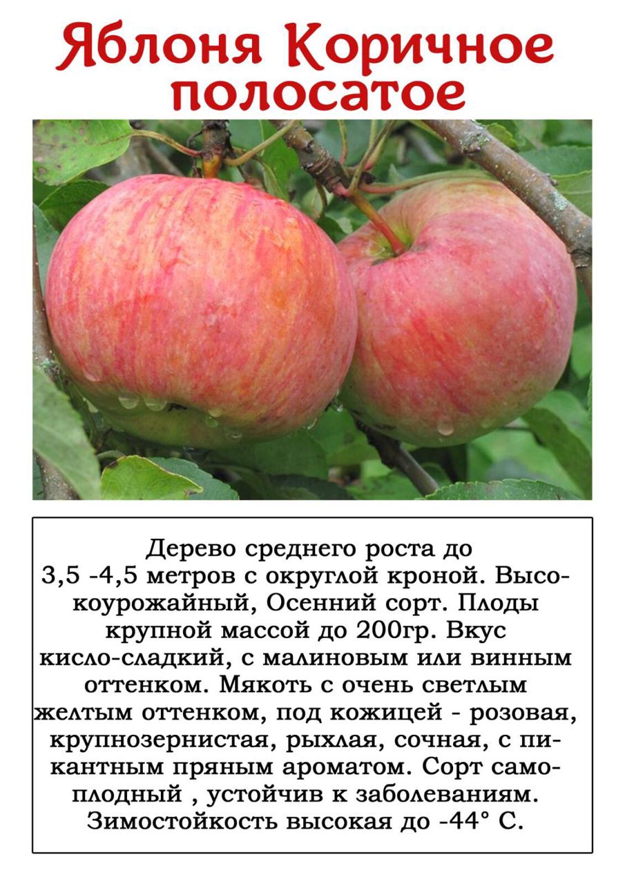 Летние сорта яблонь и их фото с названием и описанием