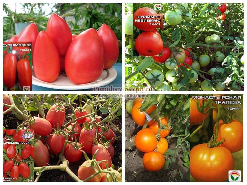 Низкорослые томаты для теплицы: лучшие сорта, для подмосковья, средней полосы россии, сибири, урала