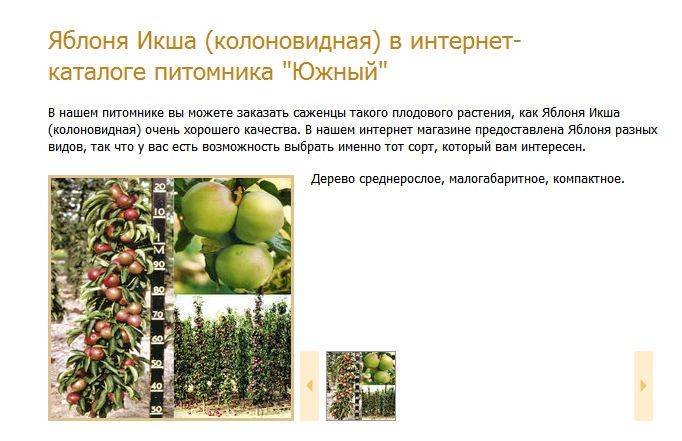 Как выращивается колоновидная яблоня президент? опыт садоводов