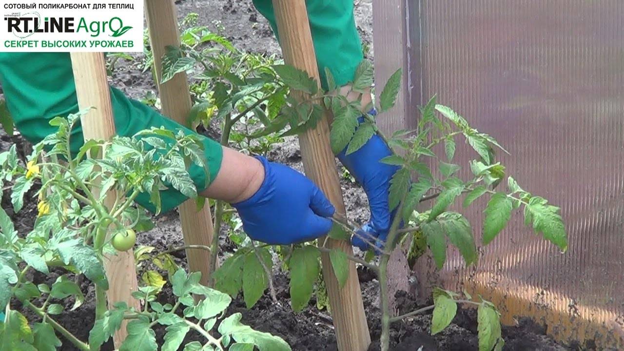 От выбора семян до сбора урожая: пошаговая инструкция по выращиванию перцев в теплице