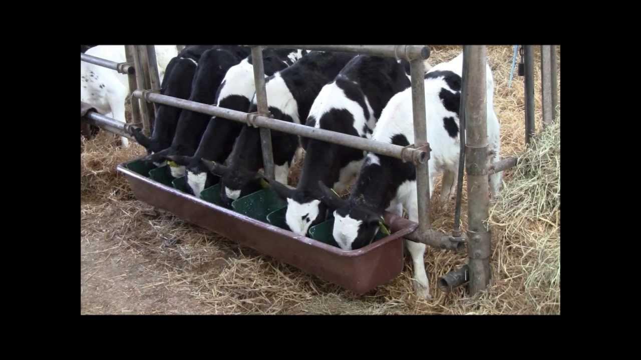 Кормушки и поилки для коров