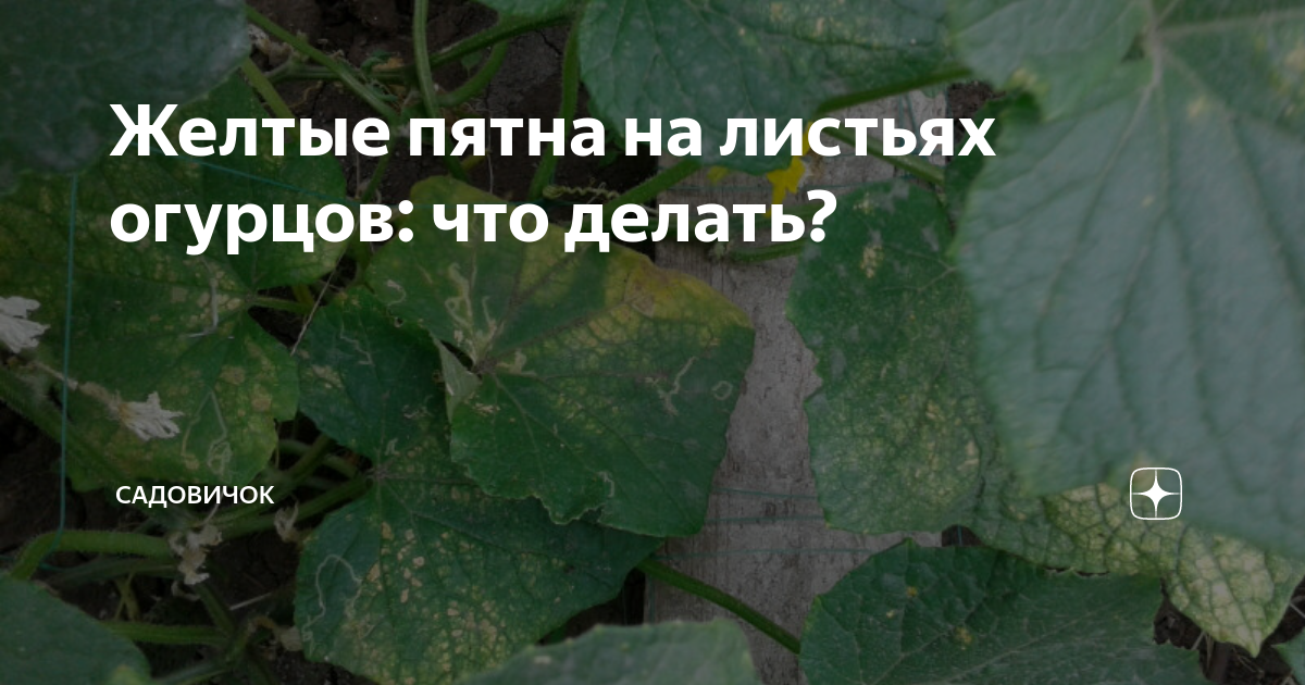 Почему желтеют листья у огурцов в теплице и как с этим бороться