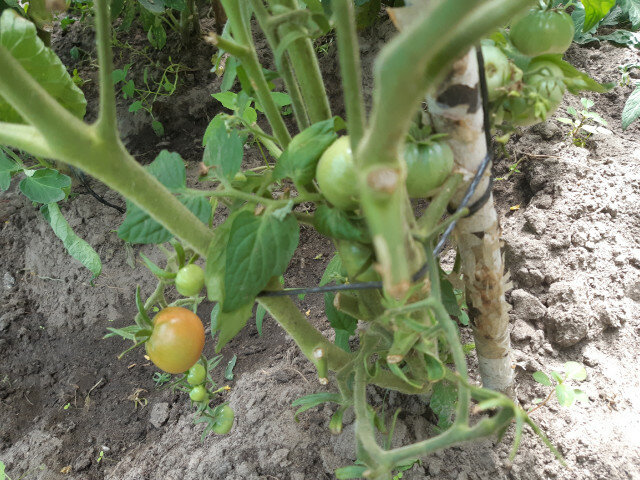 Почему плохо растут помидоры в открытом грунте и теплице