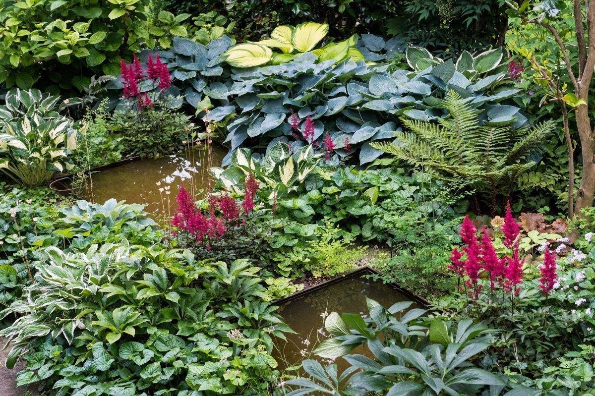 Астильба — 115 фото идей красивого использования в саду. особенности посадки и ухода за растением