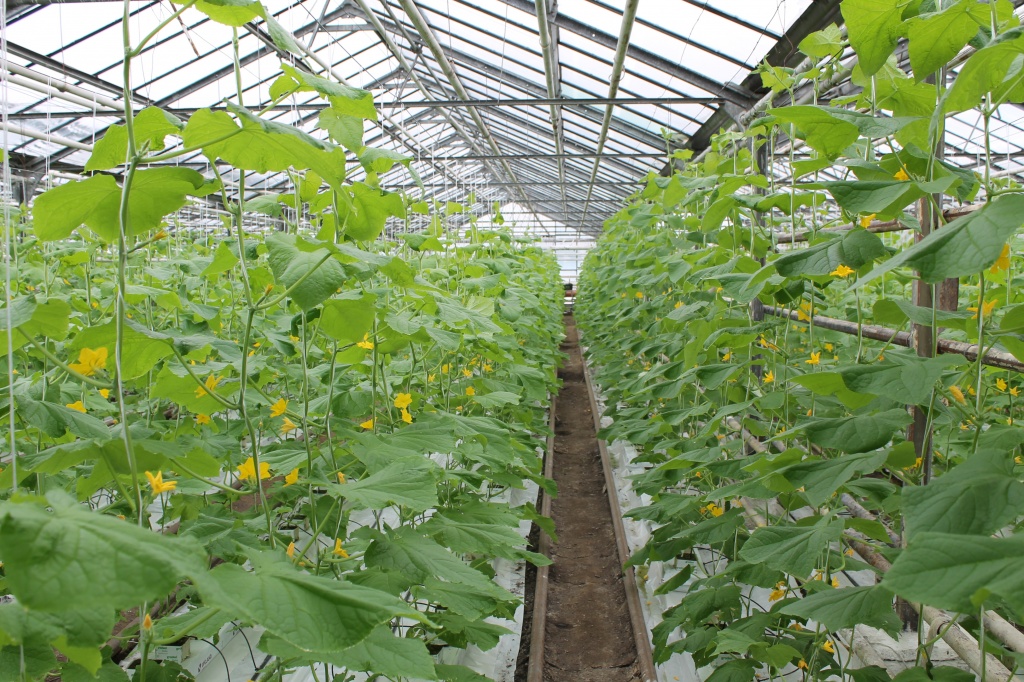 Как правильно выращивать кабачки в теплице?: характеристики, свойства, методы