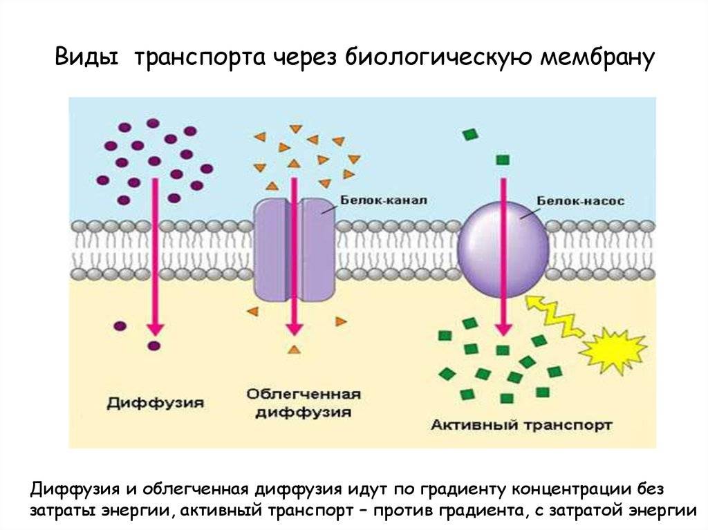 Диффузионные мембраны и причины их популярности