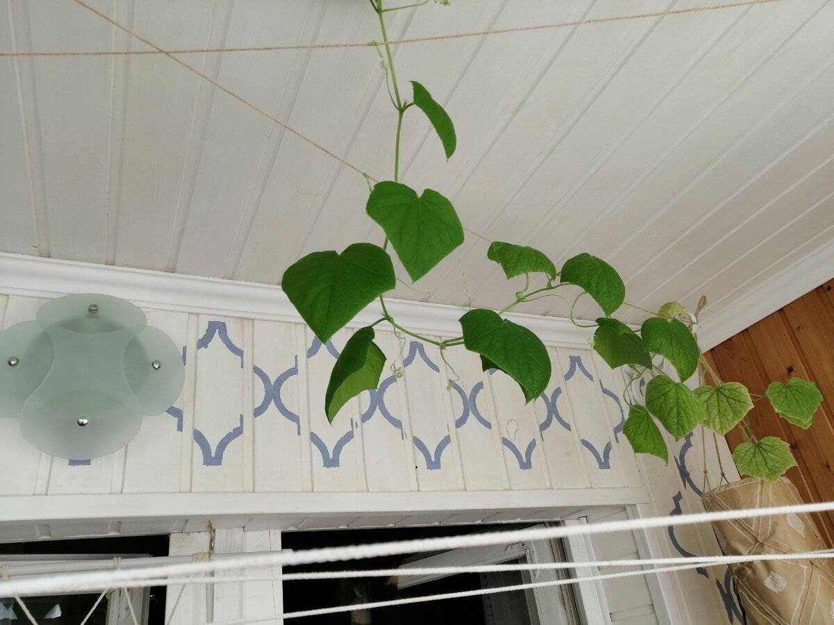Мини-огородик: огурцы на балконе, 5 правил выращивания