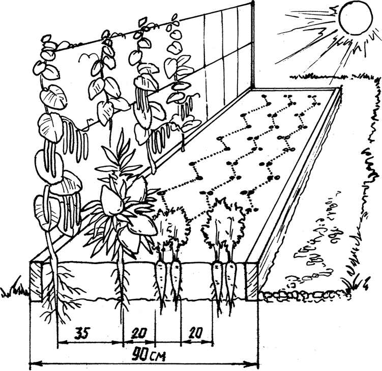 Как лучше располагать грядки по сторонам света чертеж