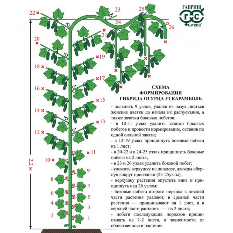 Формирование куста огурцов: как правильно формировать кусты в теплице и как ухаживать за ними